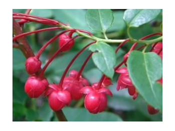 Conservando la trepadora endémica michay rojo (Berberidopsis corallina) en el Monumento Natural Contulmo, Región de La Araucanía.