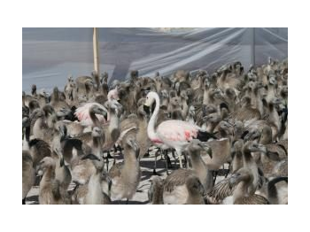 Anillamiento de flamencos altoandinos en la Reserva Nacional Los Flamencos, Región de Antofagasta