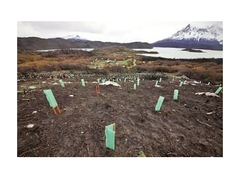 Restauración ecológica en el Sistema Nacional de Áreas Silvestres Protegidas del Estado (SNASPE): un camino recorrido y desafíos para contribuir a la conservación de la diversidad biológica del país