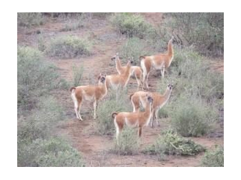 Guanaco (Lama guanicoe), objeto de conservación prioritario para el Parque Nacional Bosque Fray Jorge, Región de Coquimbo