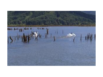 Representación espacial y temporal de la evolución de la población de cisne de cuello negro para el humedal río Cruces, entre el año 1987 al 2013.