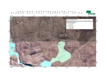 Una década de reforestación en el Parque Nacional Torres del Paine: catalizando la restauración ecológica de un ecosistema resiliente