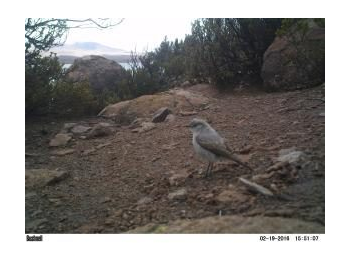 Diversidad de fauna asociada a bosques de queñoa (Polylepis tarapacana Phil.) al interior del Parque Nacional Lauca