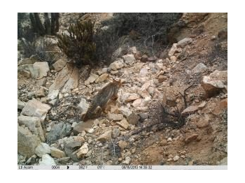 Felinos del Parque Nacional Llanos de Challe: nuevos retos para la conservación de la biodiversidad en la Región de Atacama