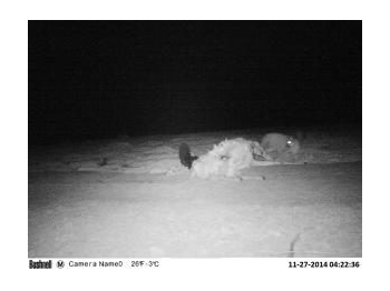 Interacción de dos carnívoros, Puma concolor y Conepatus chinga rex, en el Parque Nacional Volcán Isluga, Región de Tarapacá