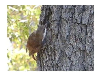Sobre un caso de comesebo grande (Pygarrhichas albogularis) cazando lagartija tenue (Liolaemus tenuis) en la Reserva Nacional Altos de Lircay
