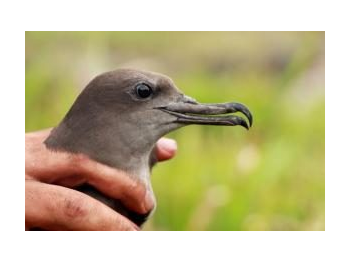 ¿Es Motu Nui el último refugio para las aves marinas de Isla de Pascua?