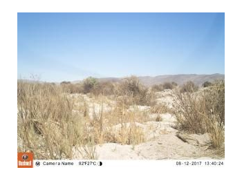 Registros de presencia del tucotuco del Tamarugal a través de fototrampeo en la Reserva Nacional Pampa del Tamarugal, Región de Tarapacá