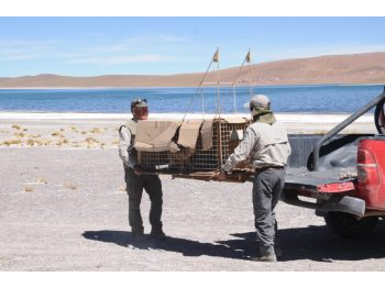 Rescate, recuperación y reinserción de cachorro de zorro culpeo (Lycalopex culpaeus) en la Reserva Nacional Los Flamencos, Región de Antofagasta