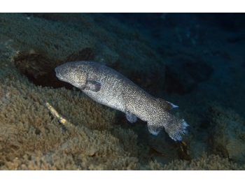 Contribución al conocimiento de la fauna de vertebrados del Valle Chacabuco y el área del Parque Nacional Patagonia entre los años 2005 y 2018