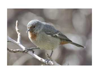 Primer registro de comesebo de tamarugal (Conirostrum tamarugense) en la Reserva Nacional Los Flamencos, Región de Antofagasta