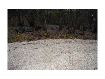 Evaluación de la flora en el Parque Nacional Puyehue pos erupción del Cordón Caulle