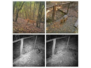 Avistamiento de fauna posincendio forestal en la Reserva Nacional Los Ruiles, sector de Empedrado