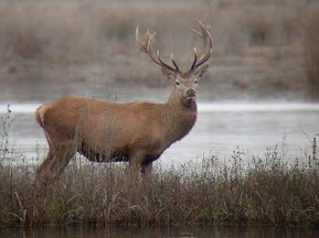 Ciervo rojo (Cervus elaphus) una amenaza inminente para los huemules de Aysén