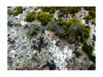 Catastro de anfibios en el Parque Nacional Bernardo O ́Higgins, Región de Magallanes y Antártica Chilena