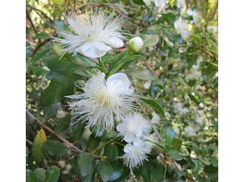 Primer registro de luma del norte (Legrandia concinna) al interior de un área silvestre protegida de Chile