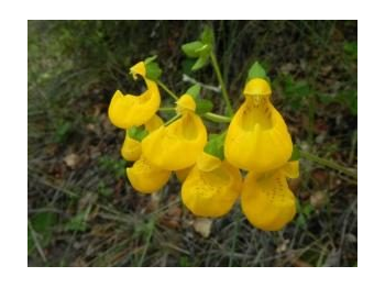 Novedades florísticas en la Reserva Nacional Roblería del Cobre de Loncha: capachito de Philippi (Calceolaria philippii) y anémona rosada (Anemone rigida)