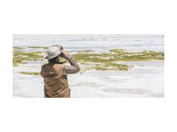 Nuevo salar de importancia para la parina grande (Phoenicoparrus andinus) en la Región de Atacama