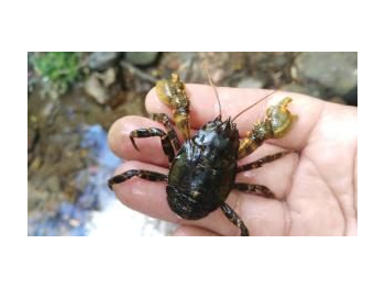 Primer registro de pancora (Aegla papudo) al interior del Parque Nacional La Campana, sector Palmas de Ocoa