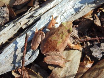 Nueve años de monitoreo de población de ranita de Darwin (Rhinoderma darwinii) en el sector Quetrupillán del Parque Nacional Villarrica