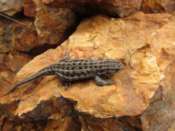 Primer registro de la lagartija de tres líneas (Liolaemus lineaomaculatus) en el Parque Nacional Cerro Castillo, Región de Aysén