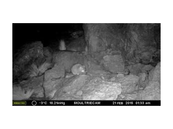 Nuevos registros de chinchilla (Chinchilla chinchilla) para el Parque Nacional Llullaillaco, Región de Antofagasta