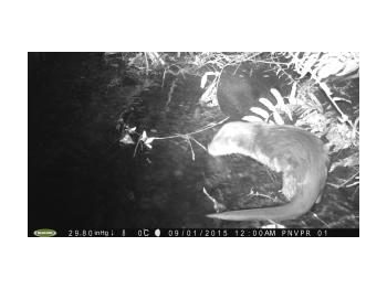 Monitoreo por fototrampeo de Huillín (Lontra provocax) en dos aéreas del Parque Nacional Vicente Pérez Rosales, Región de los Lagos