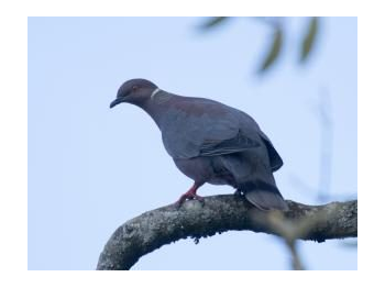 Torcaza (Patagioenas araucana Lesson) con aberración del plumaje en la Reserva Nacional Isla Mocha