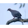 Torcaza (Patagioenas araucana Lesson) con aberración del plumaje en la Reserva Nacional Isla Mocha
