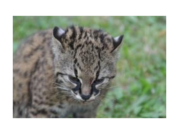 Análisis del contenido estomacal de un ejemplar de güiña (Leopardus guigna) en el Parque Nacional Puyehue, Región de los Lagos, Chile