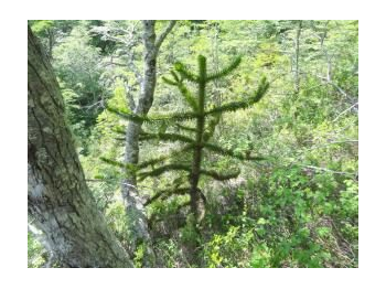 Registro de especie arbórea encontrada en el Parque Nacional Puyehue, Araucaria, Araucaria araucana (Molina) K. Koch, 1873
