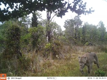 Presencia de puma (Puma concolor), sector istmo de Ofqui, Parque Nacional Laguna San Rafael