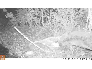 Presencia de visón americano (Neovison vison) dentro del Parque Nacional Alerce Andino, Región de los Lagos