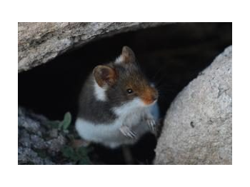 Primer registro de Abrothrix jelskii (Thomas, 1894) (Mammalia: Rodentia: Cricetidae) en Chile