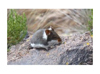 Registro de Abrothrix jelskii en humedal de Parinacota, PN Lauca, Región de Arica y Parinacota