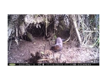 Presencia de visón (Neovison vison) en río Cipresal, Parque Nacional Chiloé, Región de Los Lagos