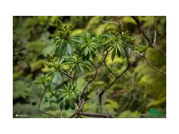 Redescubrimiento de Chenopodium nesodendron en isla Alejandro Selkirk, Parque Nacional Archipiélago Juan Fernández (PNAJF)