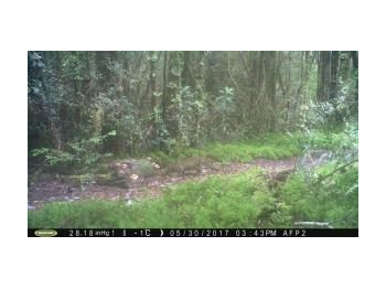Presencia de guiña (Leopardus guigna) dentro del Parque Nacional Puyehue, Región de Los Lagos