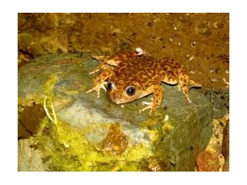 Primer registro de sapo montano (Alsodes montanus) en la Reserva Nacional Río de Los Cipreses, Región de O’Higgins