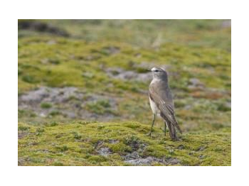 Perdicita cordillerana (Attagis gayi) y dormilona fraile (Muscisaxicola flavinucha) en la Reserva Nacional Cerro Castillo