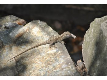 Reencuentro con el gruñidor del volcán (Pristidactylus volcanensis) en la Reserva Nacional Río Clarillo, Región Metropolitana de Santiago, Chile