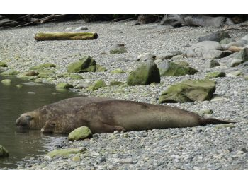 Presencia de Elefantes Marinos del Sur (Mirounga leonina), Costa Sur, Laguna San Rafael, Parque Nacional Laguna San Rafael