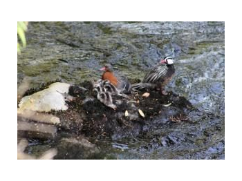Avistamiento de patos cortacorrientes (Merganetta armata armata) en el río Chanleufu, sector Aguas Calientes, Parque Nacional Puyehue, Región de Los Lagos, Chile