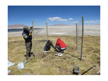Determinación de la capacidad de carga animal en sectores de pastoreo de camélidos domésticos en el sector Salar de Tara, Reserva Nacional Los Flamencos, Región de Antofagasta.