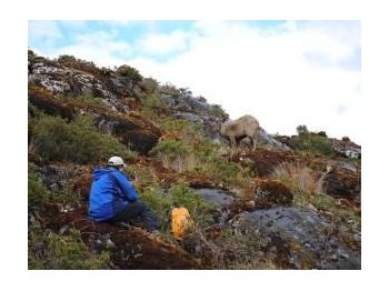 Estado sanitario de huemules en el Parque Nacional Bernardo O’Higgins