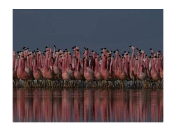 Descripción de la etología del cortejo en el flamenco andino (Phoenicoparrus andinus), en el Salar de Atacama, Reserva Nacional Los Flamencos, Región de Antofagasta.