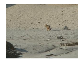 Presencia de cánidos silvestres en áreas silvestres protegidas costeras de la Región de Antofagasta