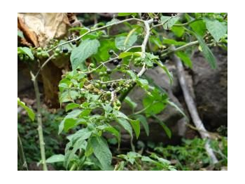 Al rescate del poporo, una planta endémica y medicinal de Isla de Pascua