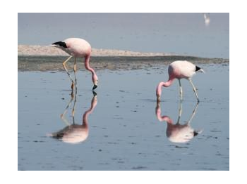 Registro de nidificación conjunta de flamenco andino (Phoenicoparrus andinus) y flamenco de James (Phoenicoparrus jamesi) en el Sector N° 1 Salar de Tara de la Reserva Nacional Los Flamencos.