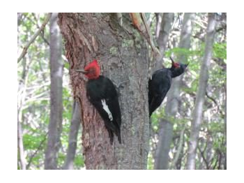 Registro histórico de carpintero negro (Campephilus magellanicus) en el Monumento Natural Cerro Ñielol